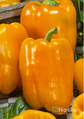 Перець солодкий	НАІЛЬ