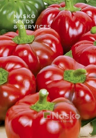 Перець солодкий СКІФ