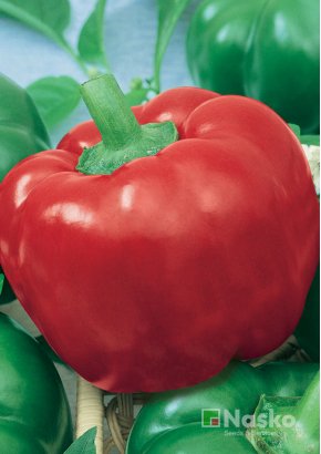 Перець солодкий	СУЛТАН