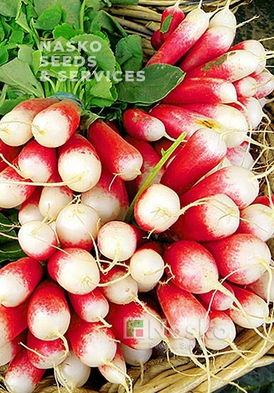 Редиска 18 ДНІВ