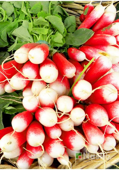 Редиска 18 ДНІВ