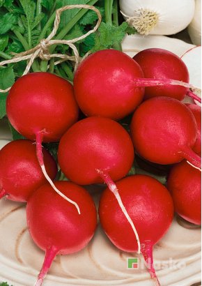 Редиска КАРБОНА