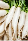 Редька Дайкон ГУЛІВЕР