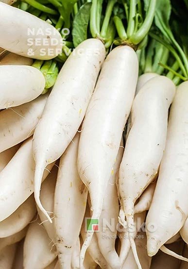 Редька Дайкон ГУЛІВЕР