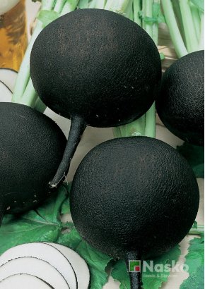 Редька чорна	ДУЕНЬЯ