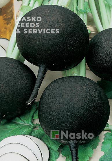 Редька чорна ДУЕНЬЯ
