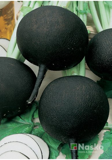 Редька чорна ДУЕНЬЯ