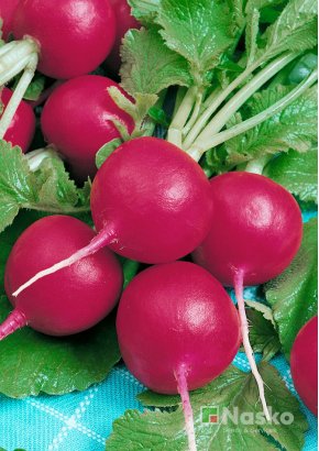 Редиска ЛІНДА