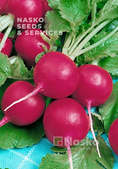 Редиска ЛІНДА