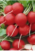 Редиска МАРТА