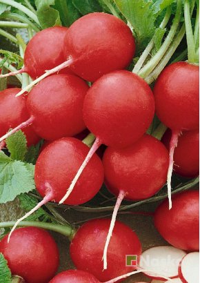 Редиска МАРТА