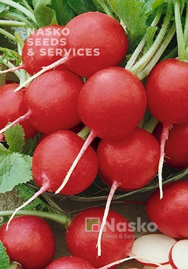 Редиска МАРТА