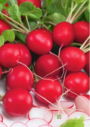 Редиска СІЄСТА F1