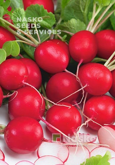 Редиска СІЄСТА F1