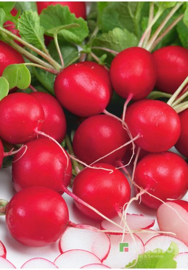 Редиска СІЄСТА F1