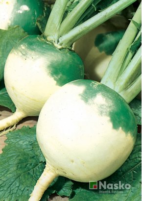 Редька маргеланська	ТЕФІ