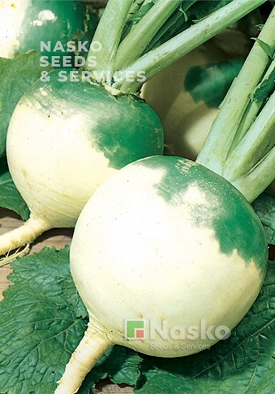 Редька маргеланська ТЕФІ