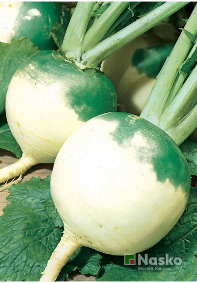 Редька маргеланська ТЕФІ