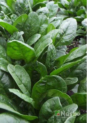 Шпинат	БОРА-БОРА