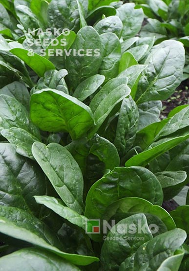 Шпинат БОРА-БОРА