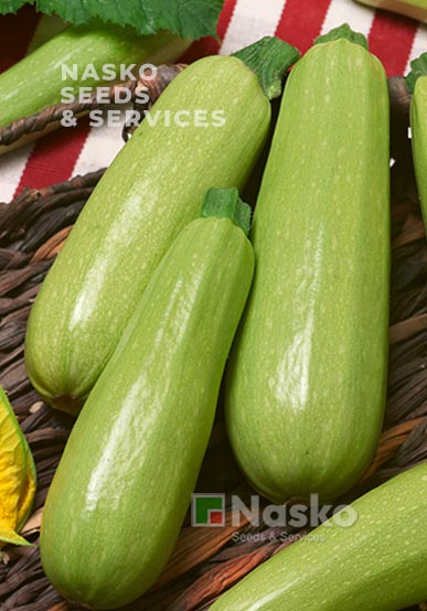 Кабачок ДІНАР F1