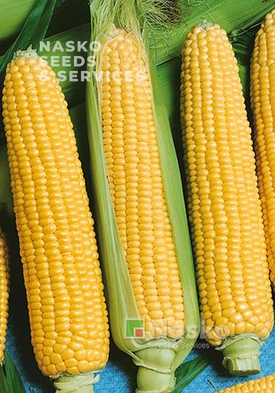 Кукурудза цукрова NASKO ZEA 75/26 F1