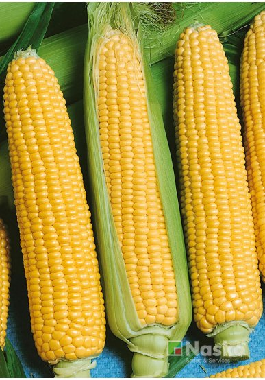 Кукурудза цукрова NASKO ZEA 75/26 F1