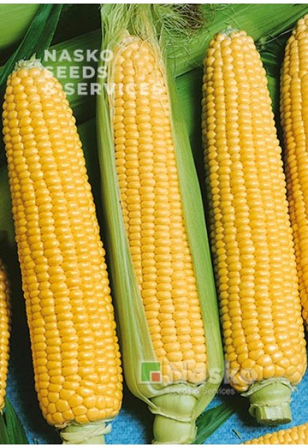 Кукурудза цукрова NASKO ZEA 75/26 F1