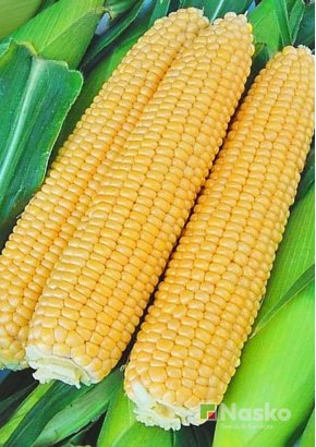 Кукурудза цукрова	NASKO ZEA 80/24 F1