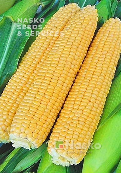 Кукурудза цукрова NASKO ZEA 80/24 F1