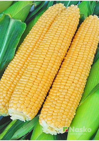 Кукурудза цукрова NASKO ZEA 80/24 F1