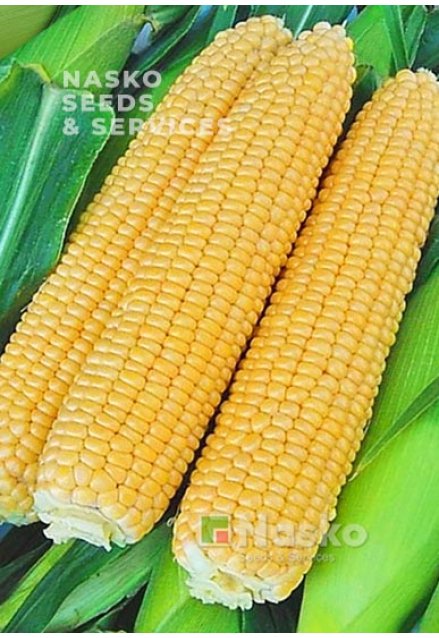 Кукурудза цукрова NASKO ZEA 80/24 F1