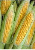Кукурудза цукрова ТРОНКА F1