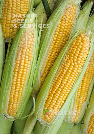 Кукурудза цукрова ТРОНКА F1