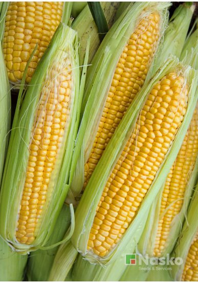 Кукурудза цукрова ТРОНКА F1