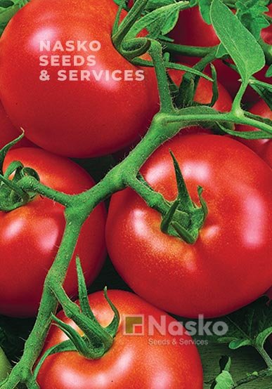 Томат низкорослые АРФА F1