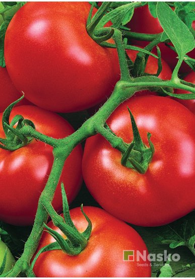 Томат низькорослий АРФА F1