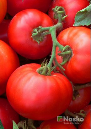 Томат низькорослий	БАЛЛАДА