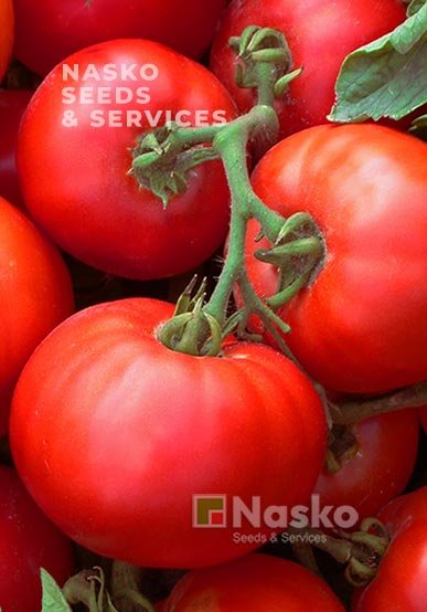 Томат низькорослий БАЛЛАДА (промислові томати)