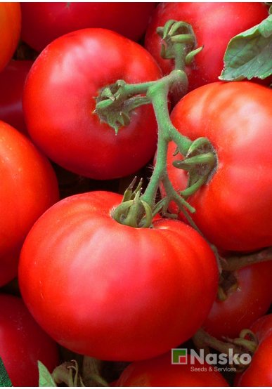 Томат низькорослий БАЛЛАДА (промислові томати)