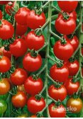 Томат високорослий КОЛЛЕТ F1 (Чері) червоний