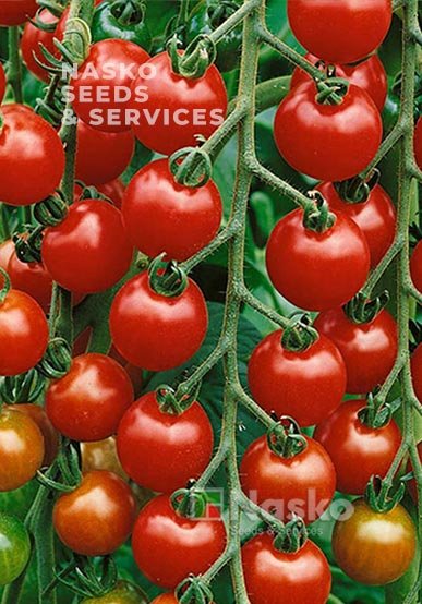 Томат високорослий КОЛЛЕТ F1 (Чері) червоний
