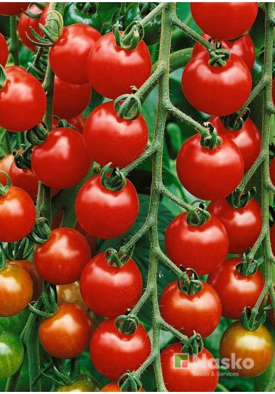 Томат високорослий КОЛЛЕТ F1 (Чері) червоний