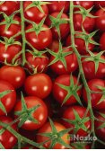 Томат високорослий ГРЕТА F1 (Чері) червоний