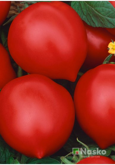 Томат високорослий ІСЛА-ГРАНДЕ F1