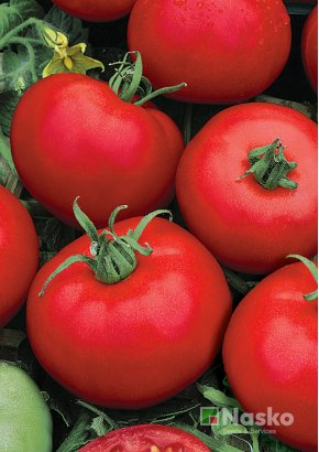 Томат низькорослий	ЛІРА F1