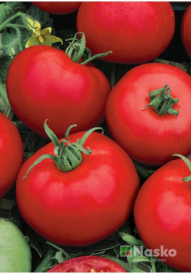 Томат низькорослий ЛІРА F1