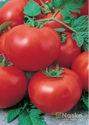 Томат низькорослий	МУЗА F1