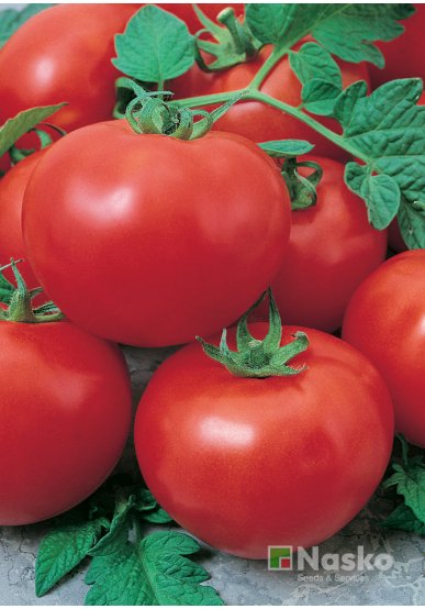 Томат низькорослий МУЗА F1