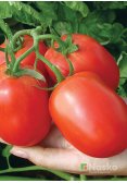Томат низькорослий NASKO-2000 (промислові томати)